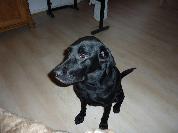 Labrador retriever Effi  R.I.P - effi  billede 20