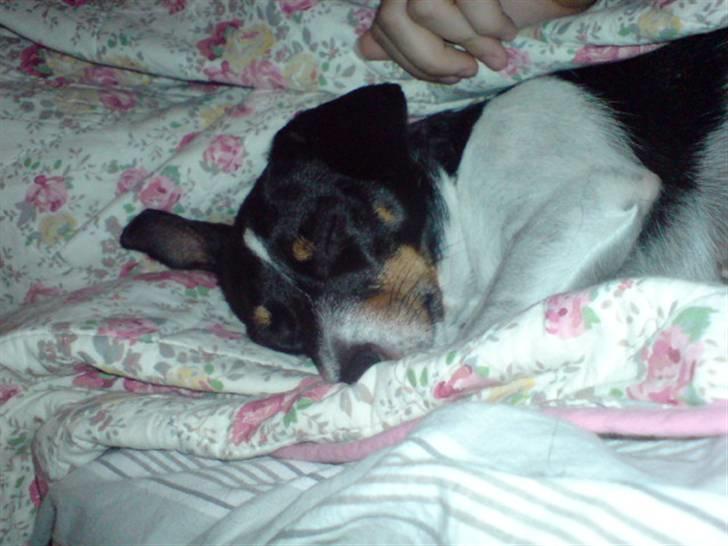 Dansk svensk gaardhund Ronja billede 13