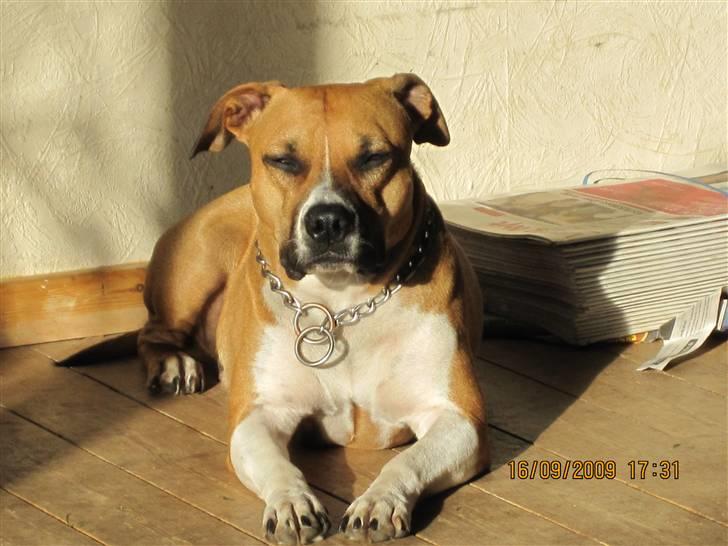 Amerikansk staffordshire terrier ~*~*~*~ Angie ~*~*~*~ billede 1