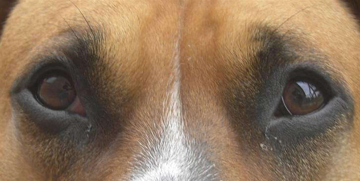 Amerikansk staffordshire terrier ~*~*~*~ Angie ~*~*~*~ billede 2