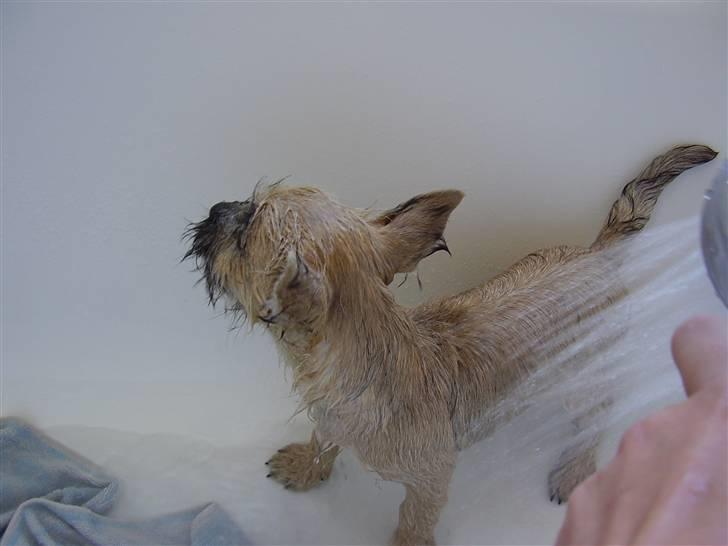 Cairn terrier Ferns Quickstepper billede 10