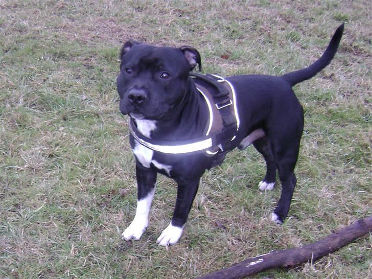 Staffordshire bull terrier Chico - Chico billede 1