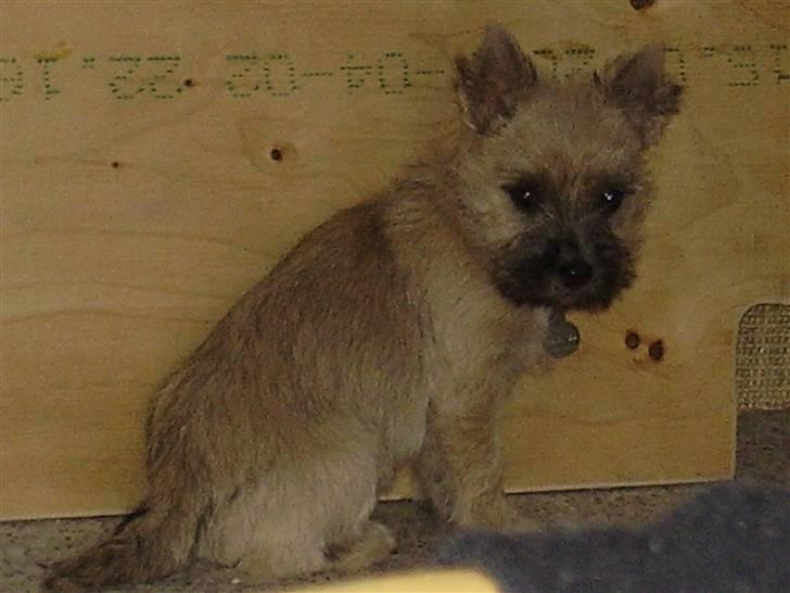 Cairn terrier Ferns Quickstepper billede 11