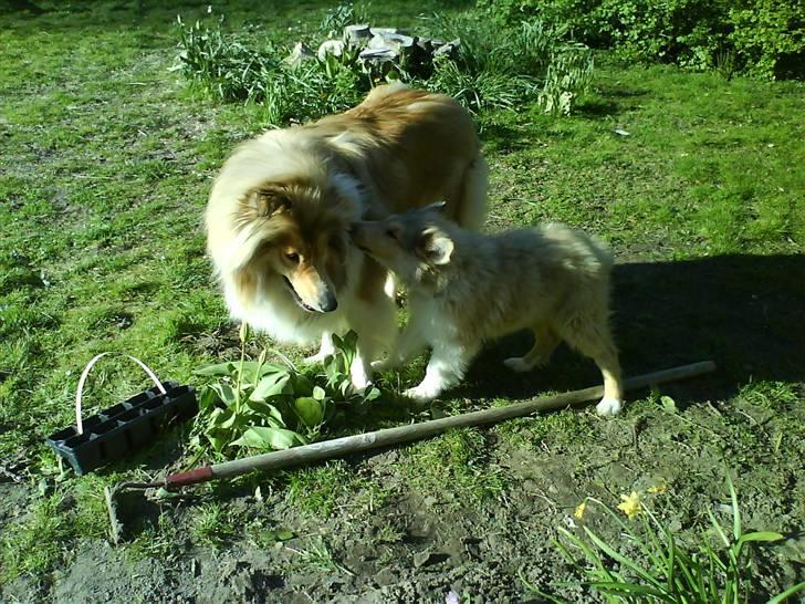 Collie langhåret Tvingsfields Sweet Penelope - Lady og Pony <3 Mobil billede  billede 3