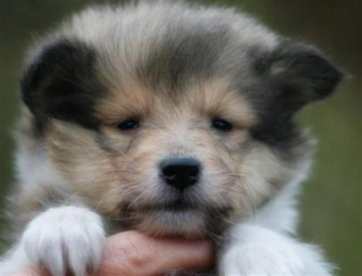 Collie langhåret Tvingsfields Sweet Penelope - Pony da hun var hvalp. Foto Tvingsfield! billede 4