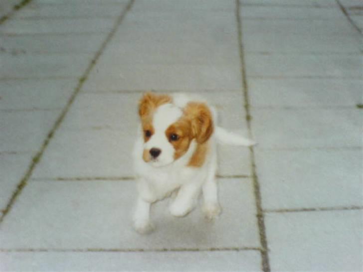 Cavalier king charles spaniel Simba R.I.P <3 - Min lille hvalp kommer flyvende :) UNDSKYLDER DEN DÅRLIGE KVALITET.. billede 19