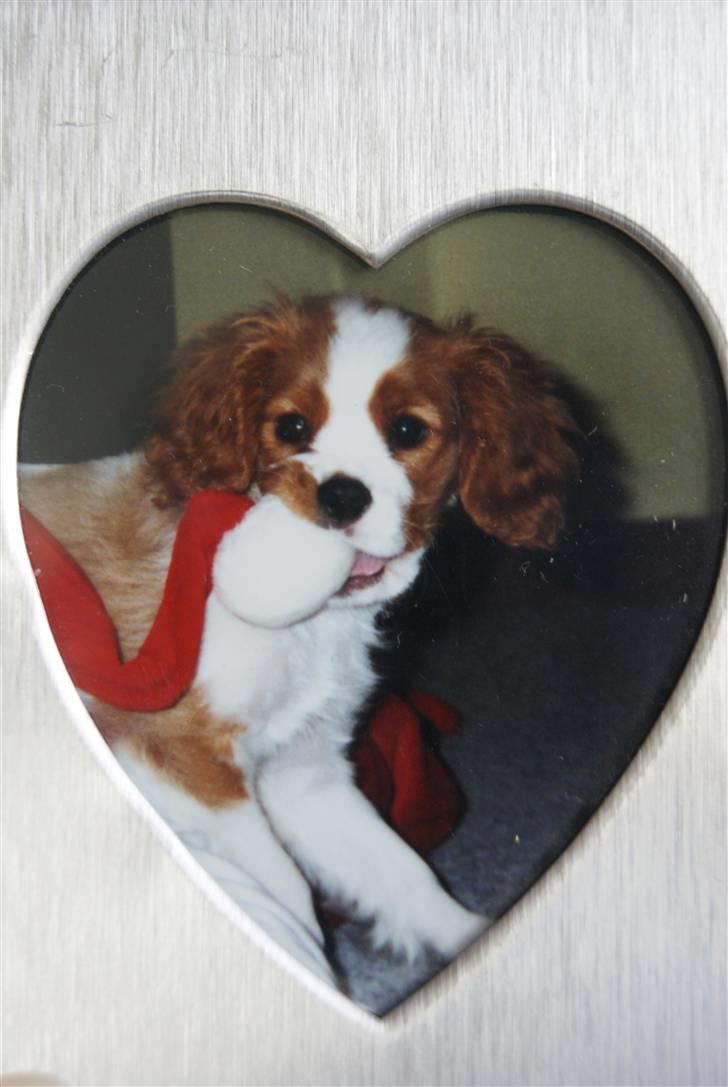 Cavalier king charles spaniel Simba R.I.P <3 - Simba da han var hvalp<3 hvor var han bare nuser man <3 billede 20
