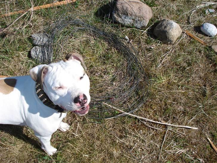 Blanding af racer Misha billede 16