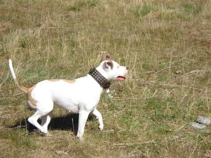 Blanding af racer Misha billede 17