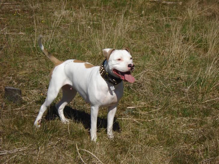 Blanding af racer Misha billede 18