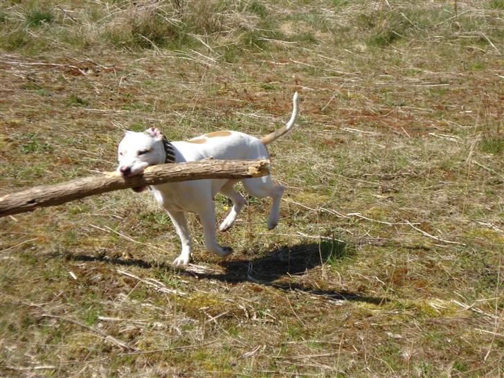 Blanding af racer Misha billede 19