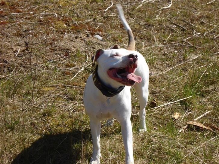 Blanding af racer Misha billede 20