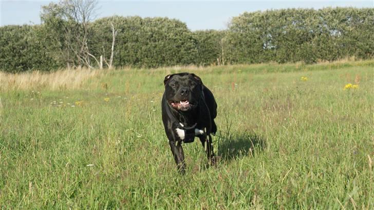 Amerikansk staffordshire terrier R.I.P Rex 18/7.07-16/9.09 billede 2