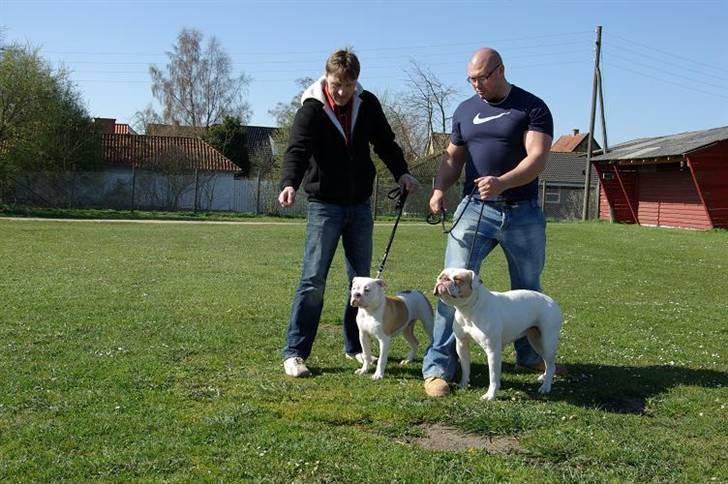 Amerikansk bulldog Freak - ABNA Show på fyn  billede 16