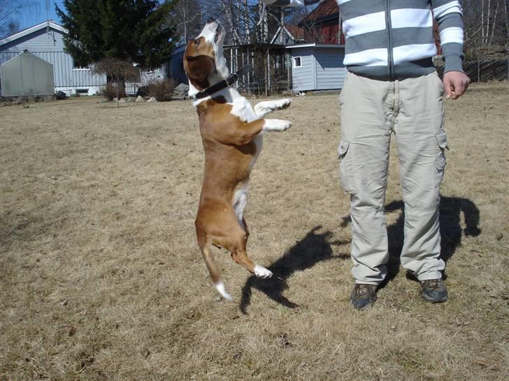 Blanding af racer Doffen - jeg vil ha ballen! billede 17