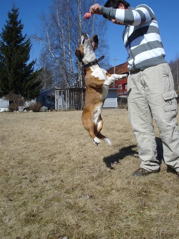Blanding af racer Doffen - Gi meg så den ballen..jeg viiiiiil ha den billede 18