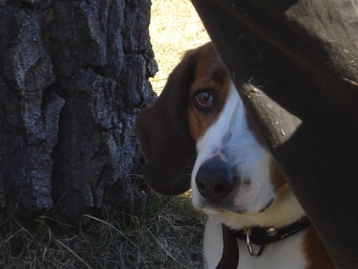 Blanding af racer Doffen - gjemmer meg bak bestefars bukse mens jeg ser på alle de dejlige marsmellows som er over bålet billede 19