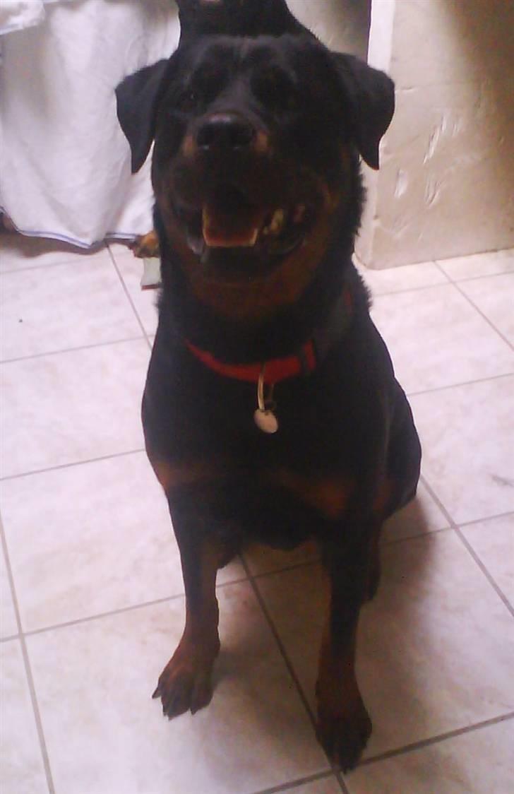 Rottweiler Nalah billede 1