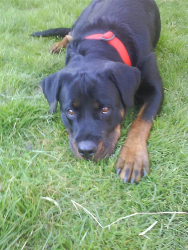 Rottweiler Nalah - Når man ikke kan få sin vilje :) billede 2