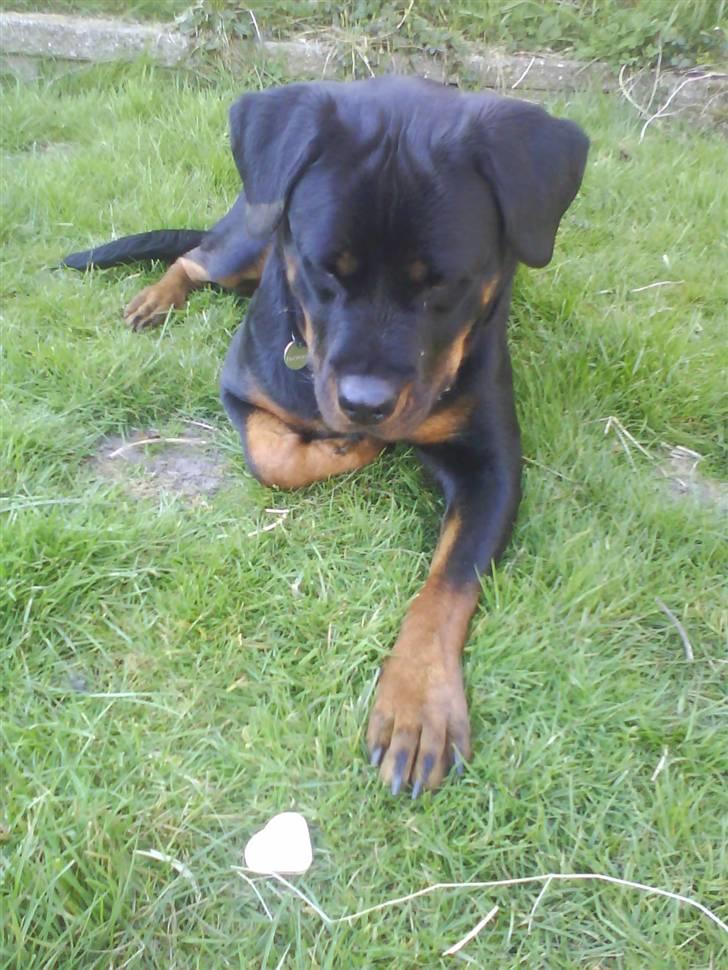 Rottweiler Nalah - hvis jeg kigger længe nok på den, forsvinder den så :)? billede 3