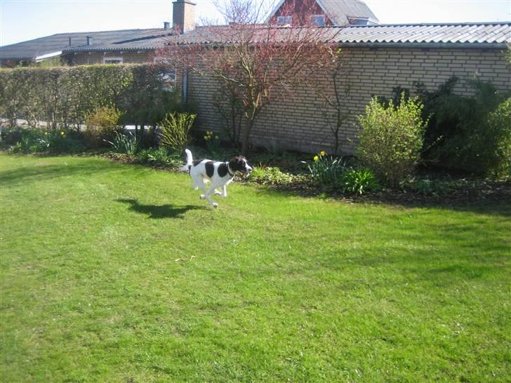 Kleiner münsterländer Santo billede 12