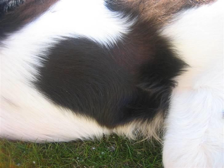 Kleiner münsterländer Santo - Santo har et meget tydeligt hjerte på siden - smukt ikk? billede 13