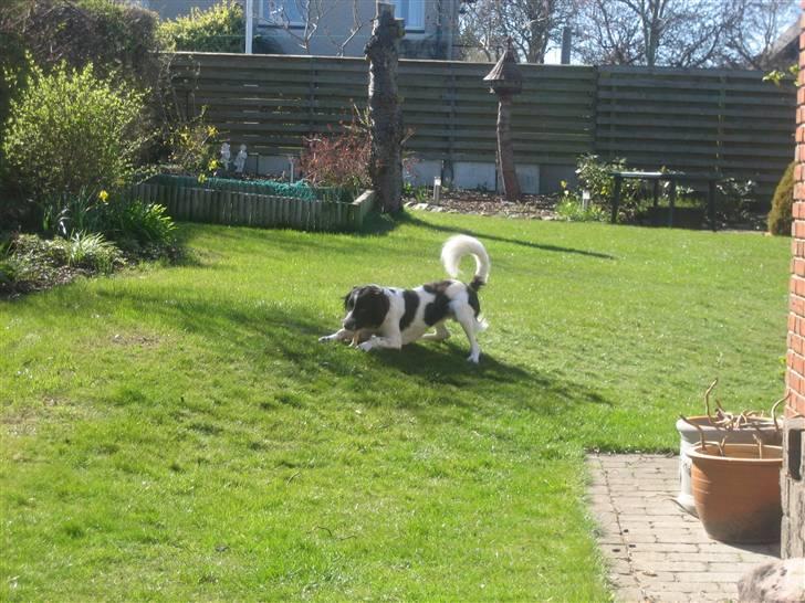 Kleiner münsterländer Santo billede 14