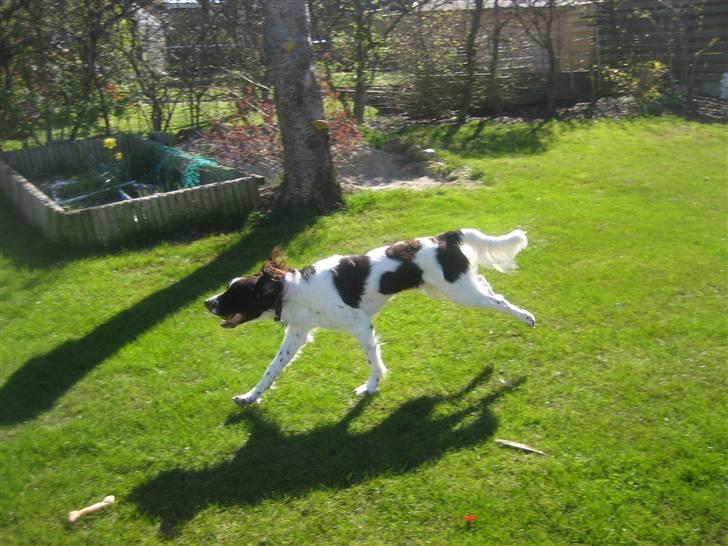 Kleiner münsterländer Santo billede 15