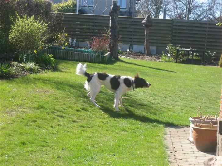 Kleiner münsterländer Santo billede 16