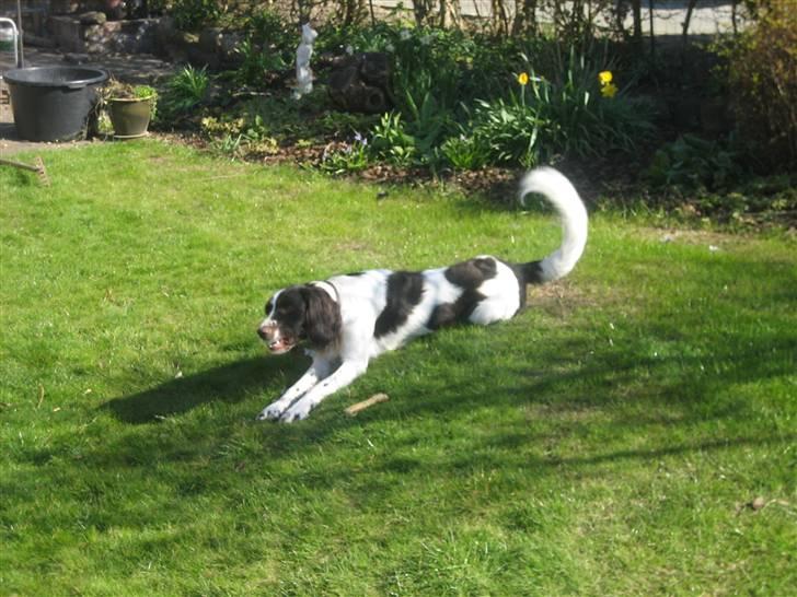 Kleiner münsterländer Santo billede 17