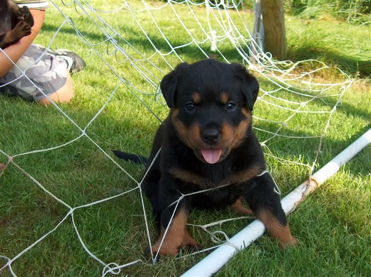 Rottweiler Nalah - Første gang Nalah er udenfor :) billede 4