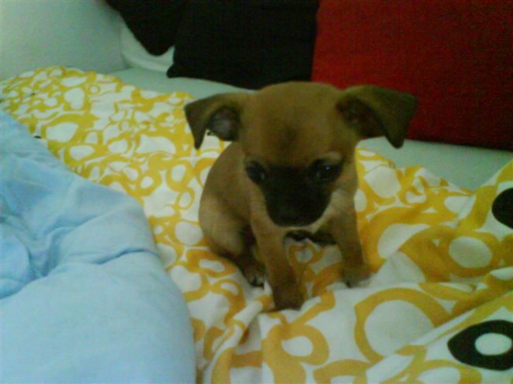 Chihuahua Simba billede 2