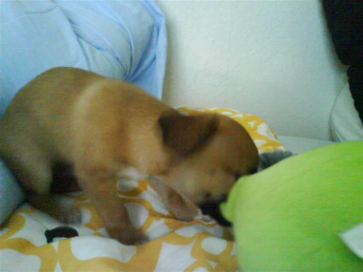 Chihuahua Simba billede 3