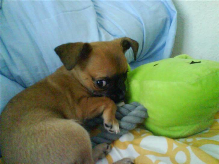 Chihuahua Simba billede 4