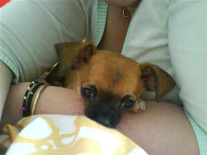 Chihuahua Simba billede 5