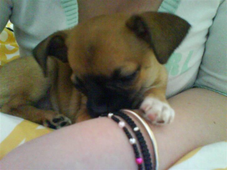 Chihuahua Simba billede 6