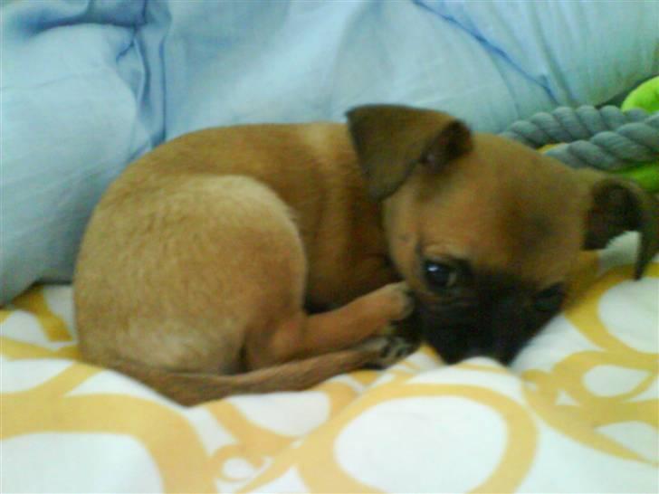 Chihuahua Simba billede 7