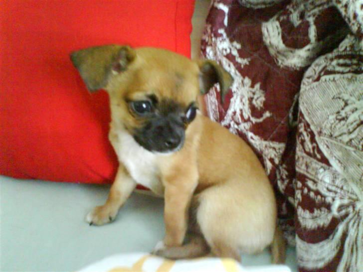 Chihuahua Simba billede 8