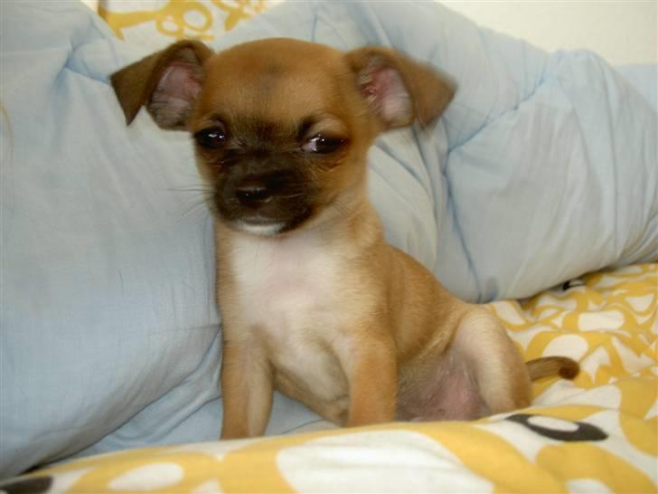 Chihuahua Simba billede 9