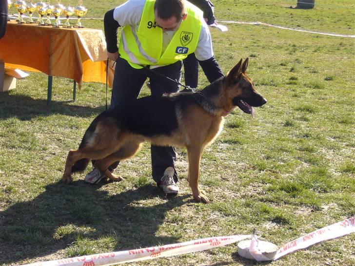 Schæferhund Glenn's Bosco - Skue i Skovbo billede 17