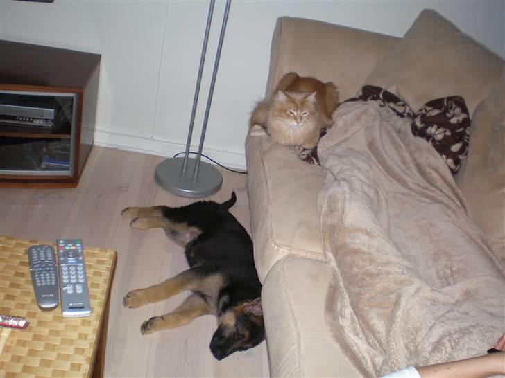 Schæferhund Payana - 11 uger gammel... billede 9