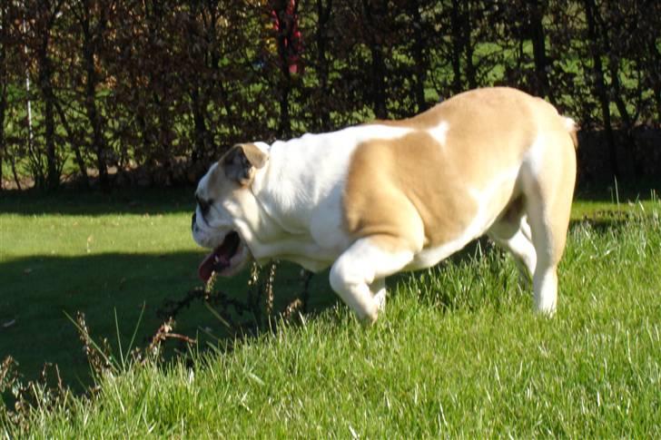 Engelsk bulldog Chopie billede 7