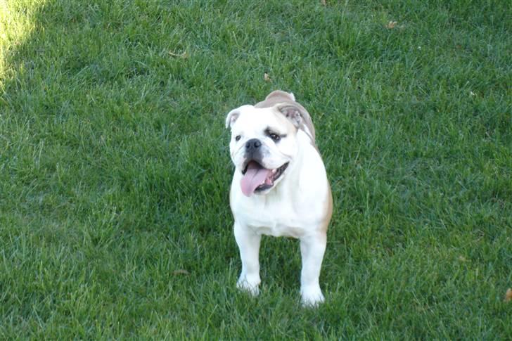 Engelsk bulldog Chopie billede 8