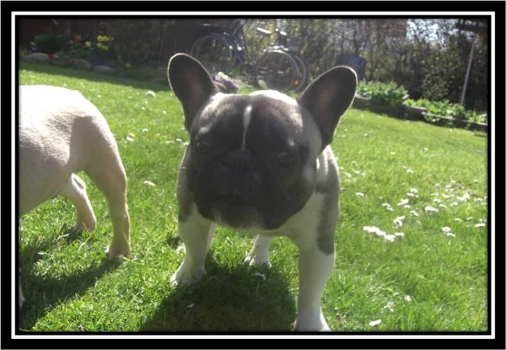 Fransk bulldog Kato *RIP* - Åhh, hvad var dog det jeg fik spist??? billede 16