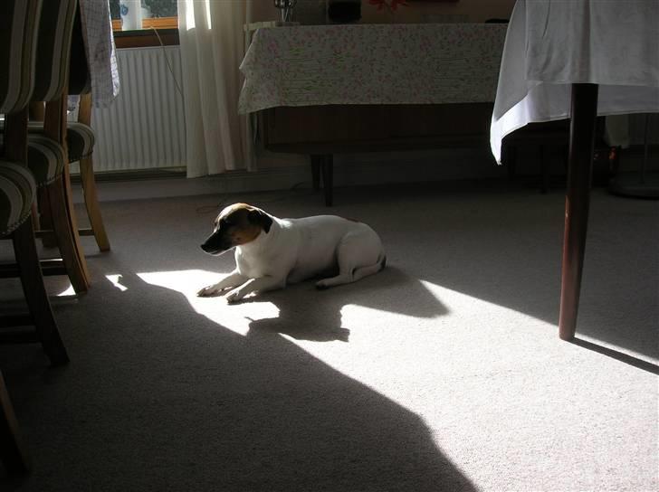 Jack russell terrier Scarlett - Scarlett elsker at ligge i en solstråle billede 7