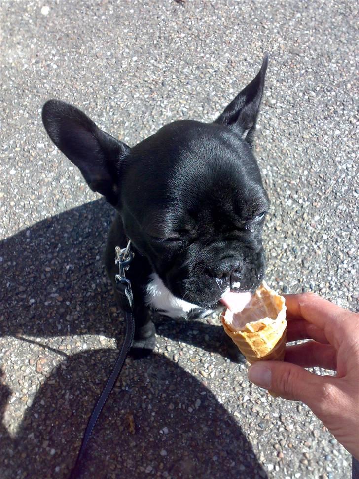 Fransk bulldog Ducal - Min første soft ice...Mums billede 20