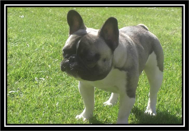 Fransk bulldog Kato *RIP* - Står lige i haven og får sig en slapper.... billede 17