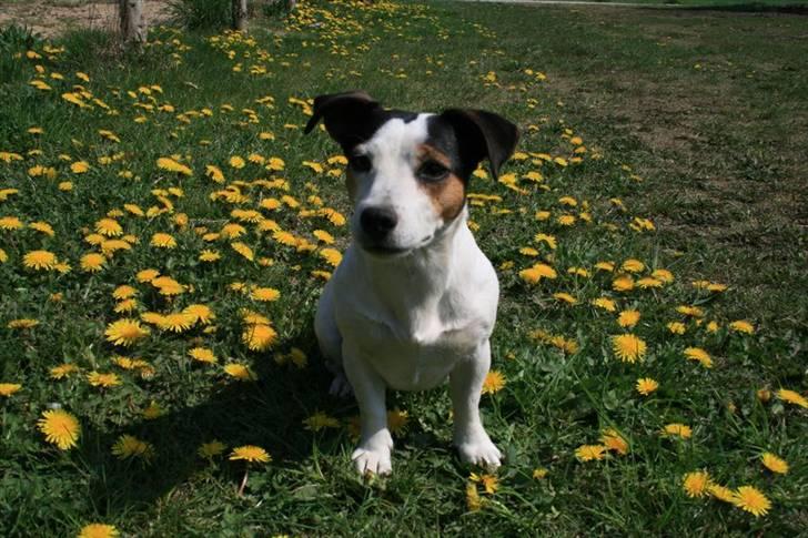 Jack russell terrier Saba billede 1