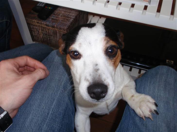 Jack russell terrier Saba billede 2