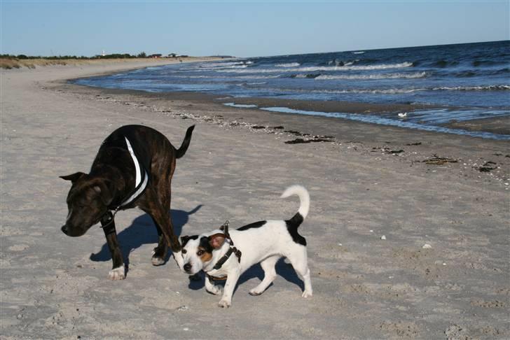 Jack russell terrier Saba billede 3